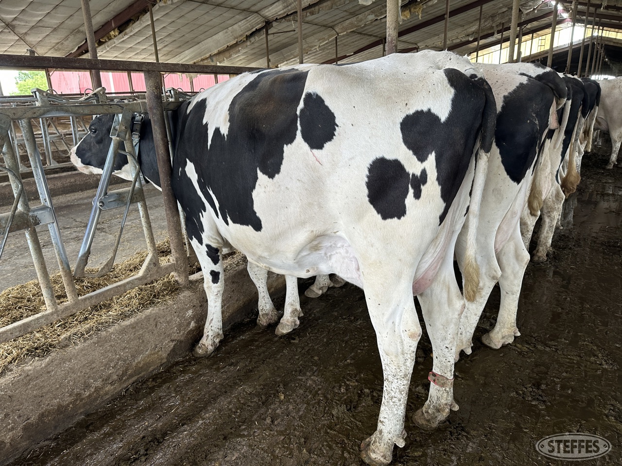 Holstein Cow  11927